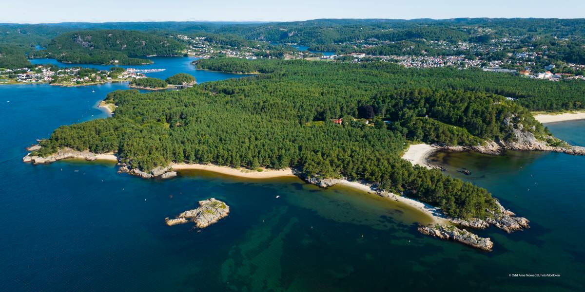 Furulunden av Odd Arne Nomedal