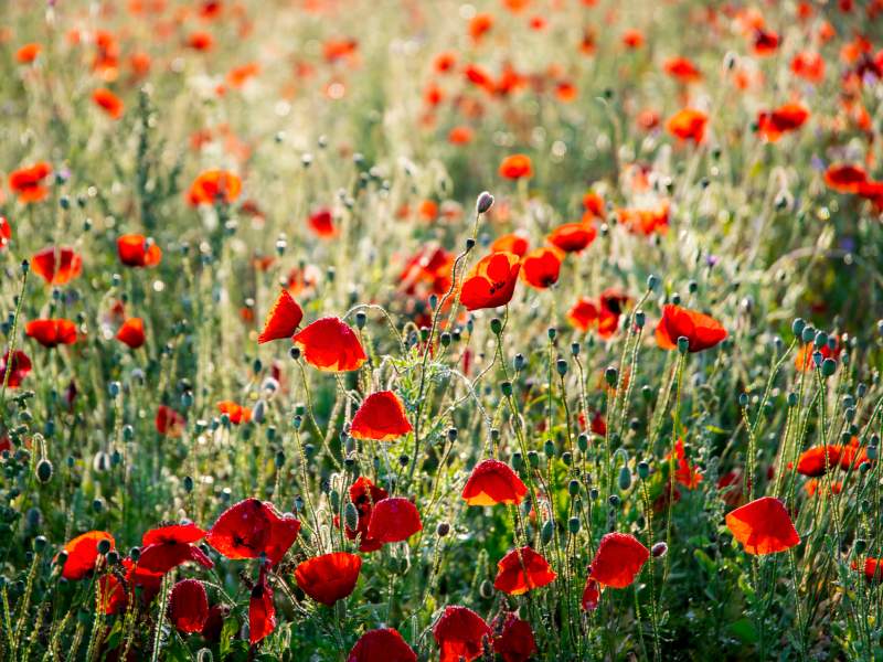 Valmue i morgensol av Odd Arne Nomedal