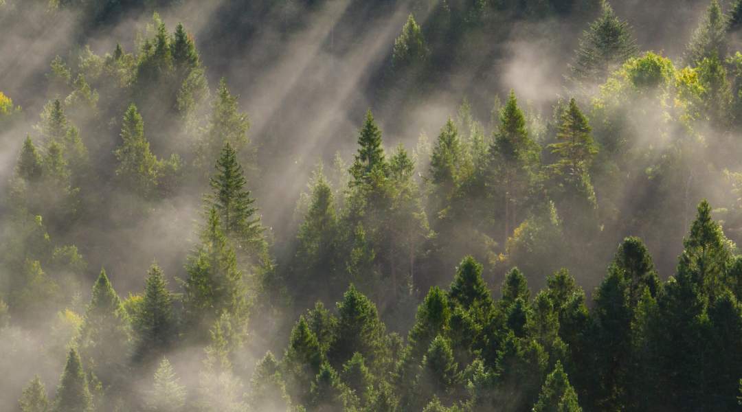Tåke i granskog av Odd Arne Nomedal
